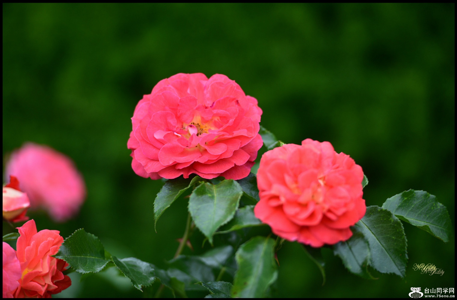 DSC_7224.JPG