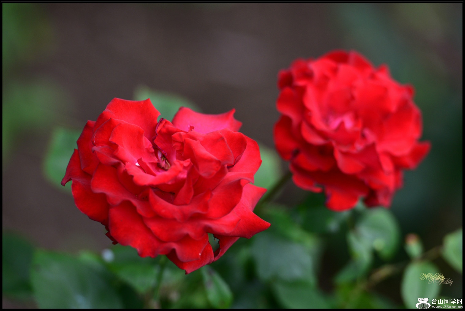 DSC_7230.JPG