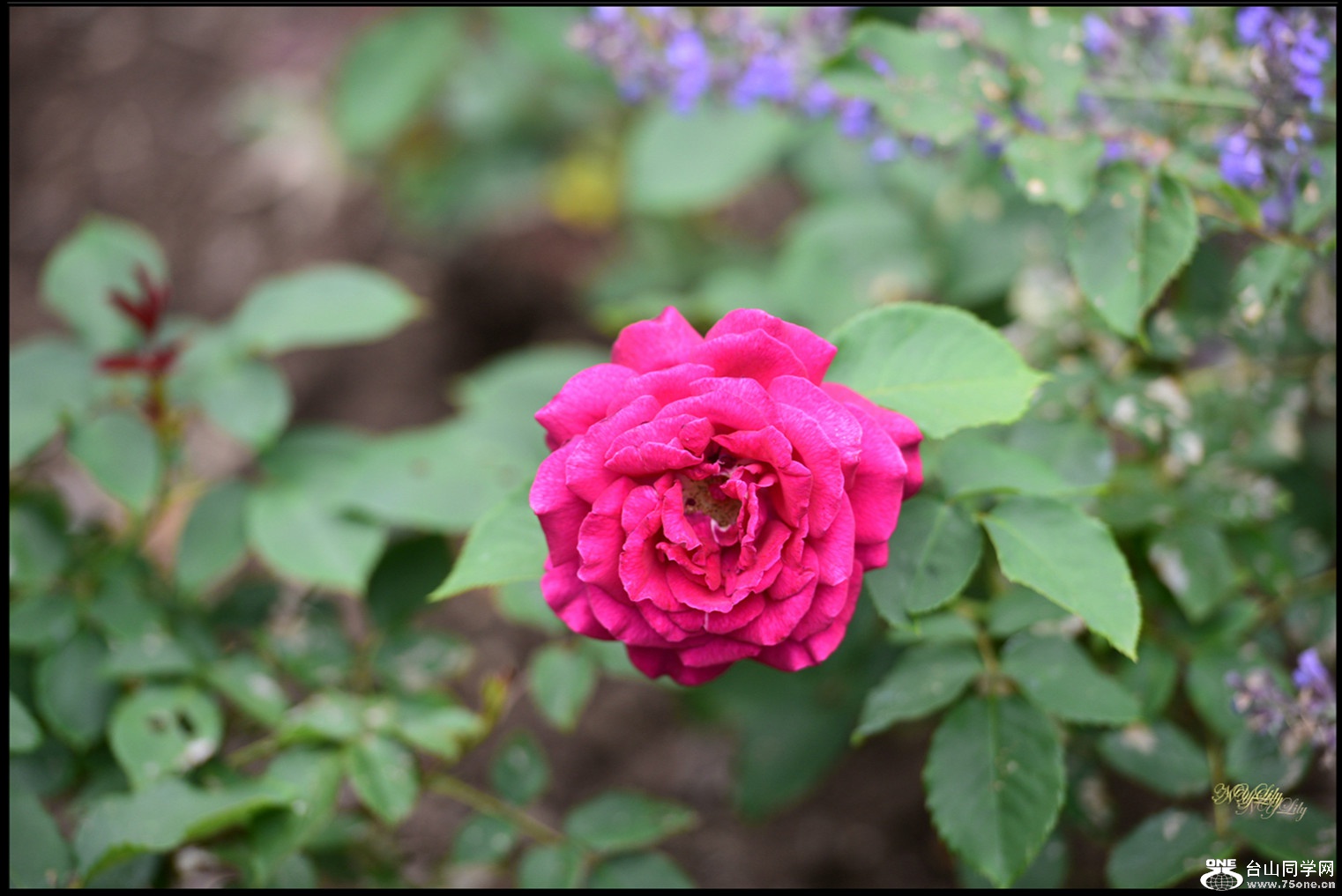 DSC_7238.JPG