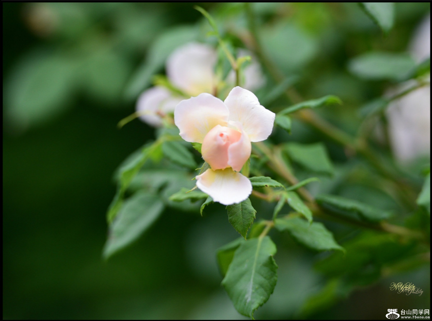DSC_7237.JPG
