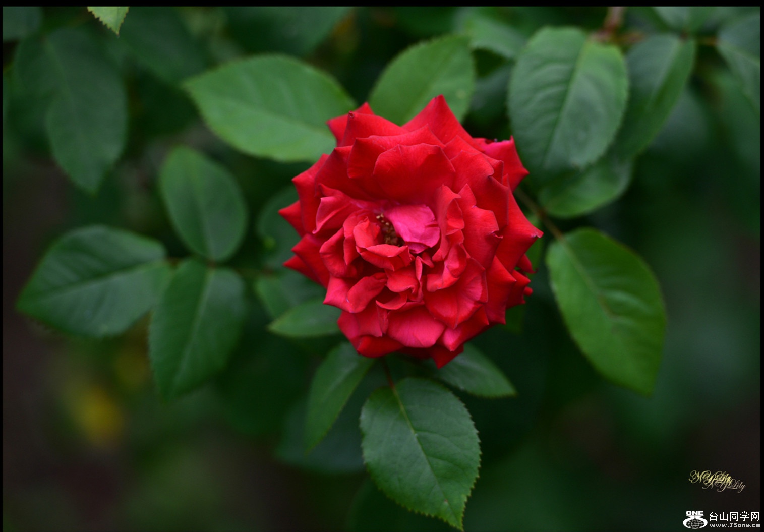 DSC_7226.JPG