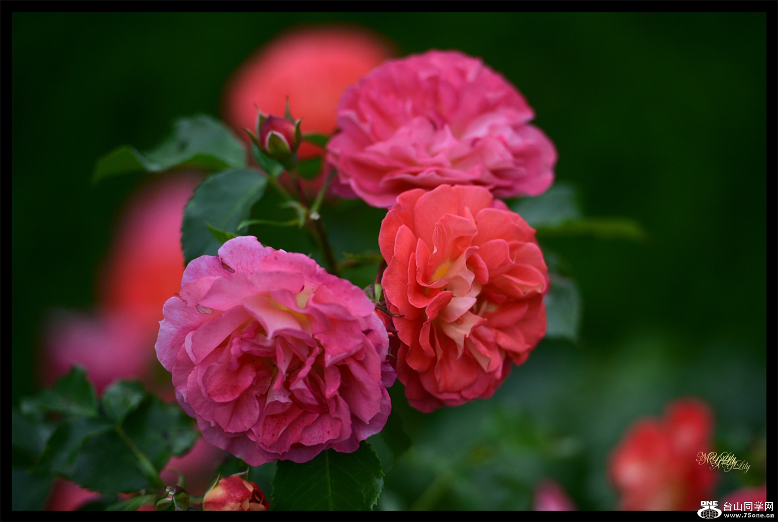 DSC_7223.JPG