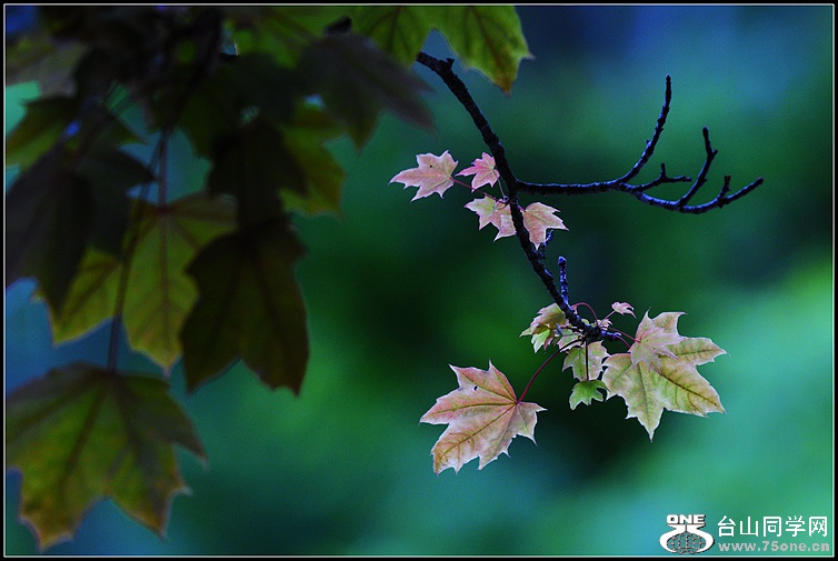 DSC_2889.JPG