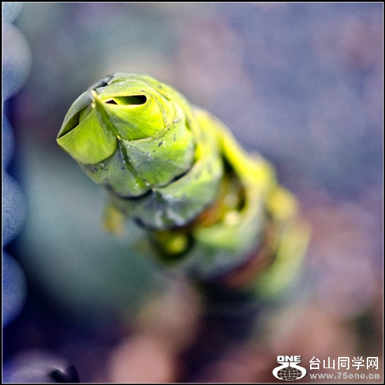 _DSC9394a__meitu_1.jpg