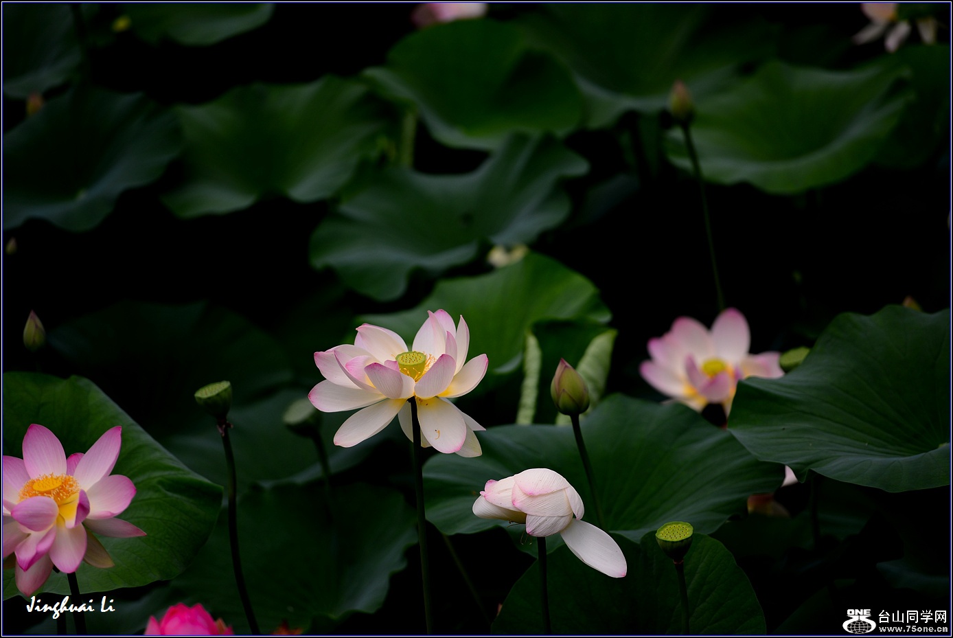 DSC_9937.jpg