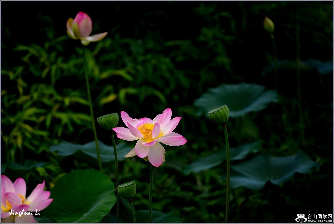 DSC_9951.jpg