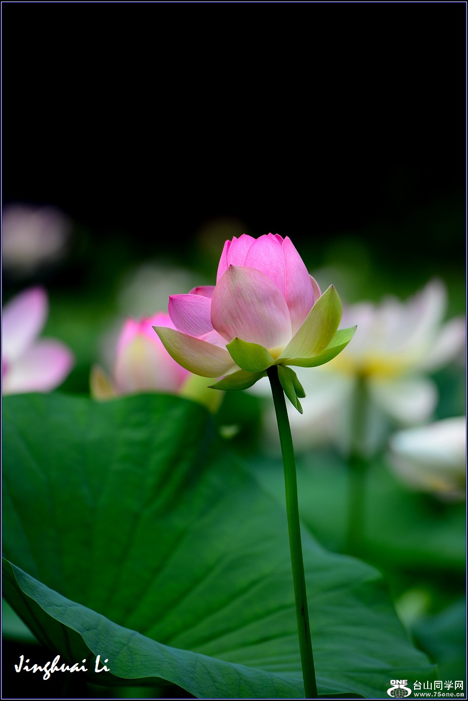 DSC_9900.jpg