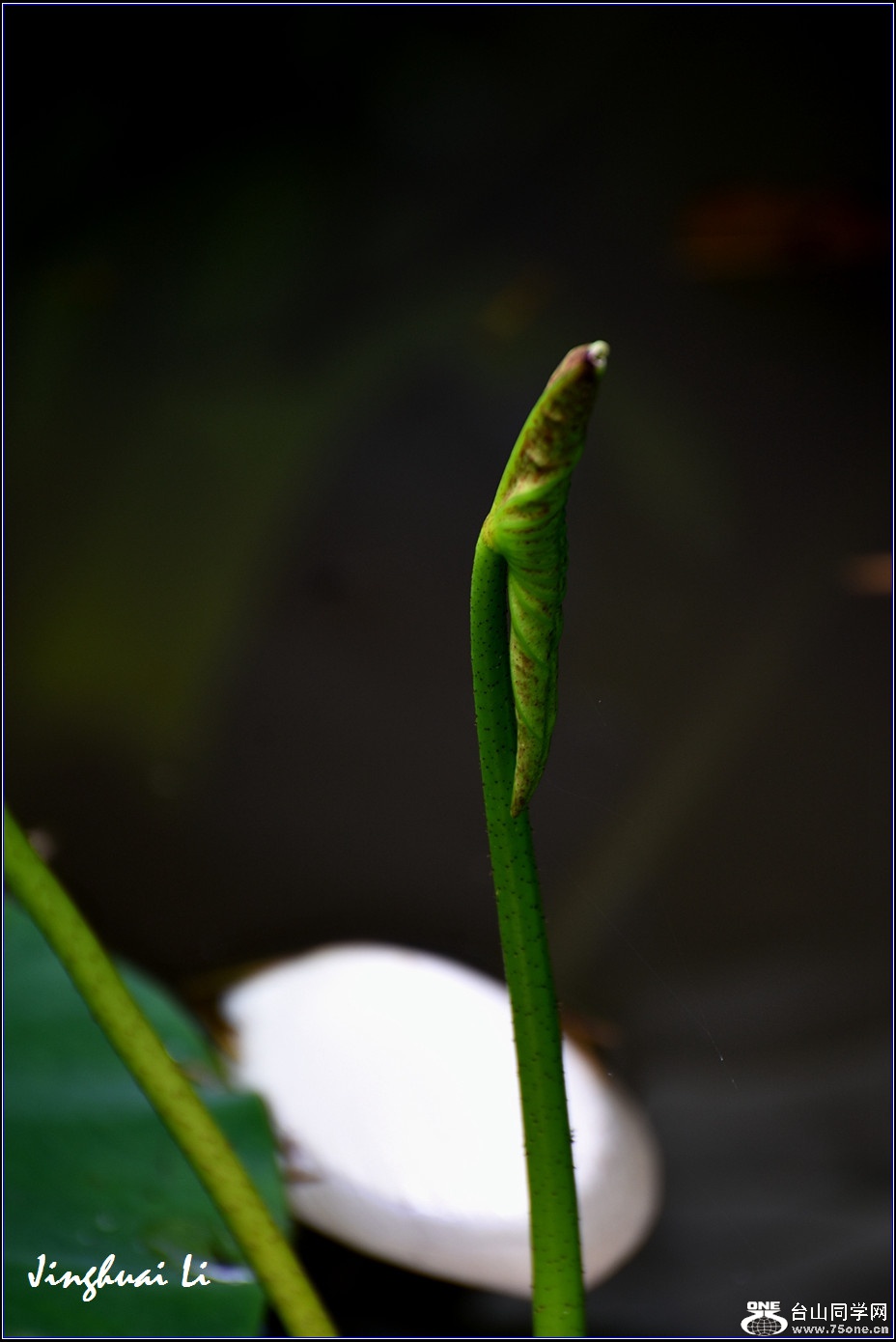 DSC_3873.jpg