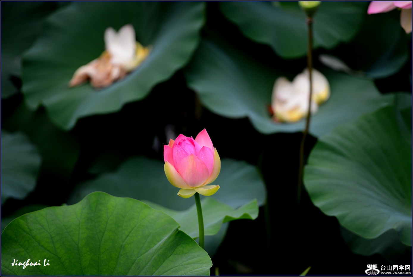 DSC_9941.jpg