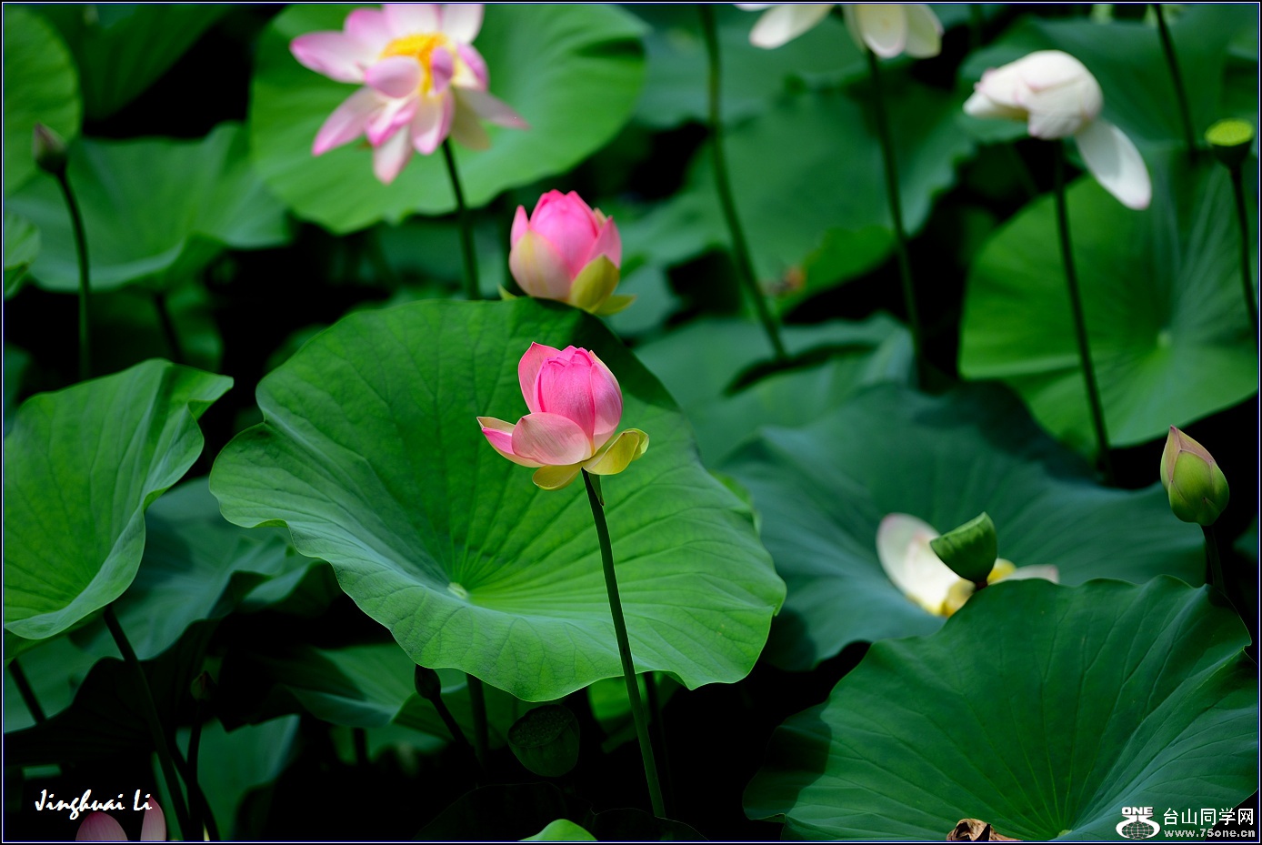 DSC_9977.jpg