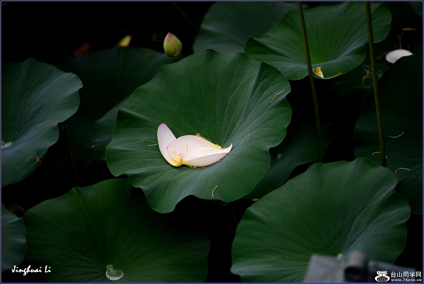 DSC_9963.jpg