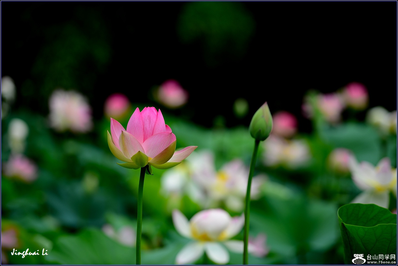 DSC_9865.jpg