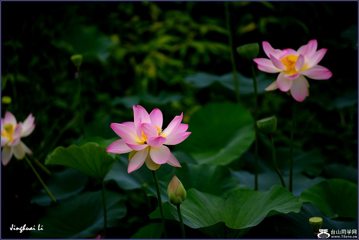 DSC_9946.jpg
