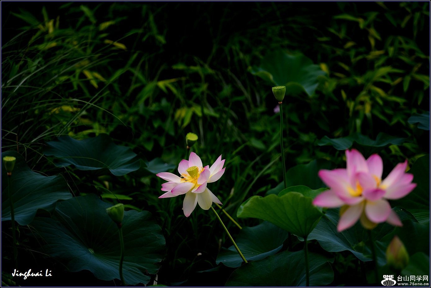 DSC_9949.jpg