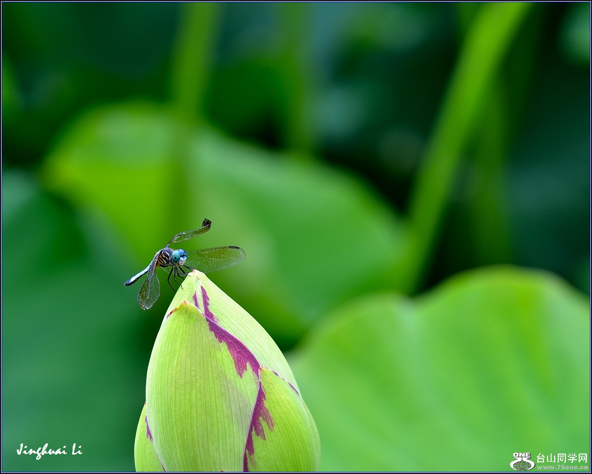DSC_7541_.jpg