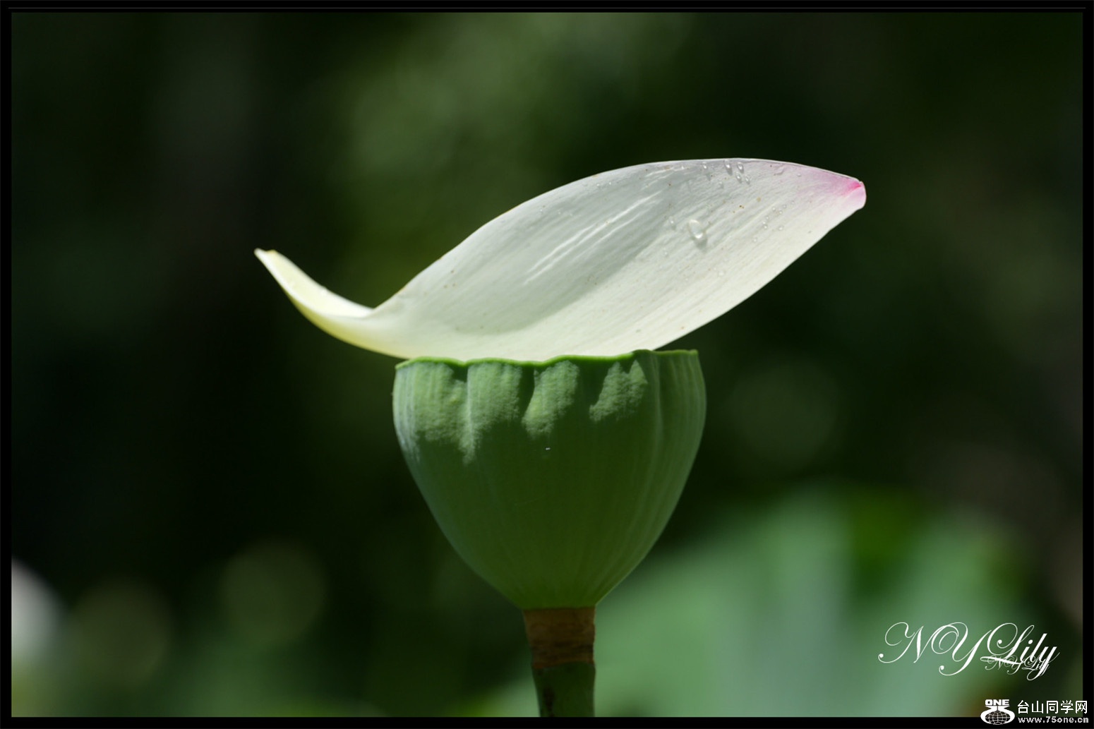 DSC_9046.JPG