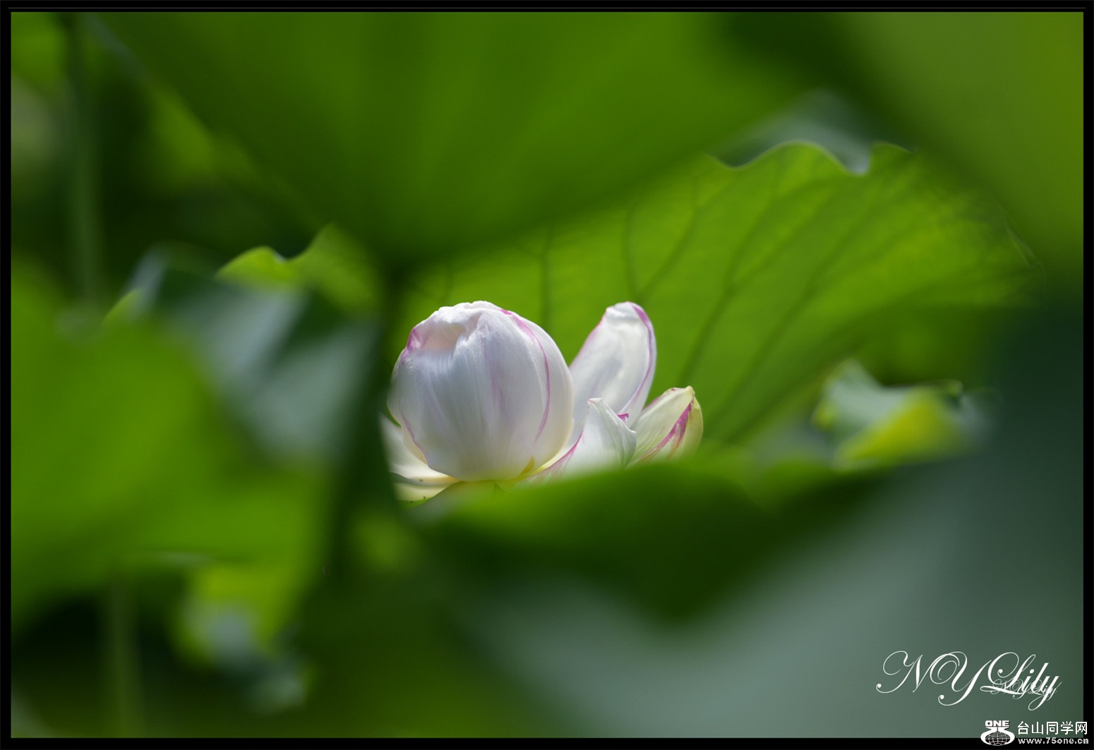 DSC_8894.JPG