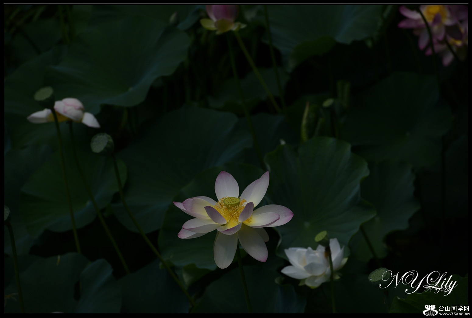 DSC_9060.JPG