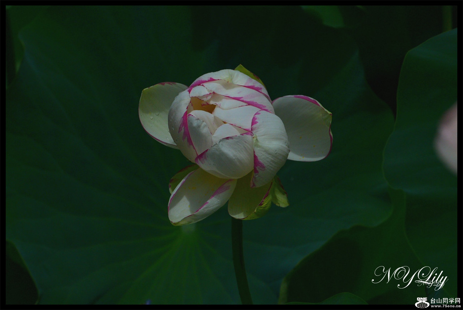 DSC_9008.JPG