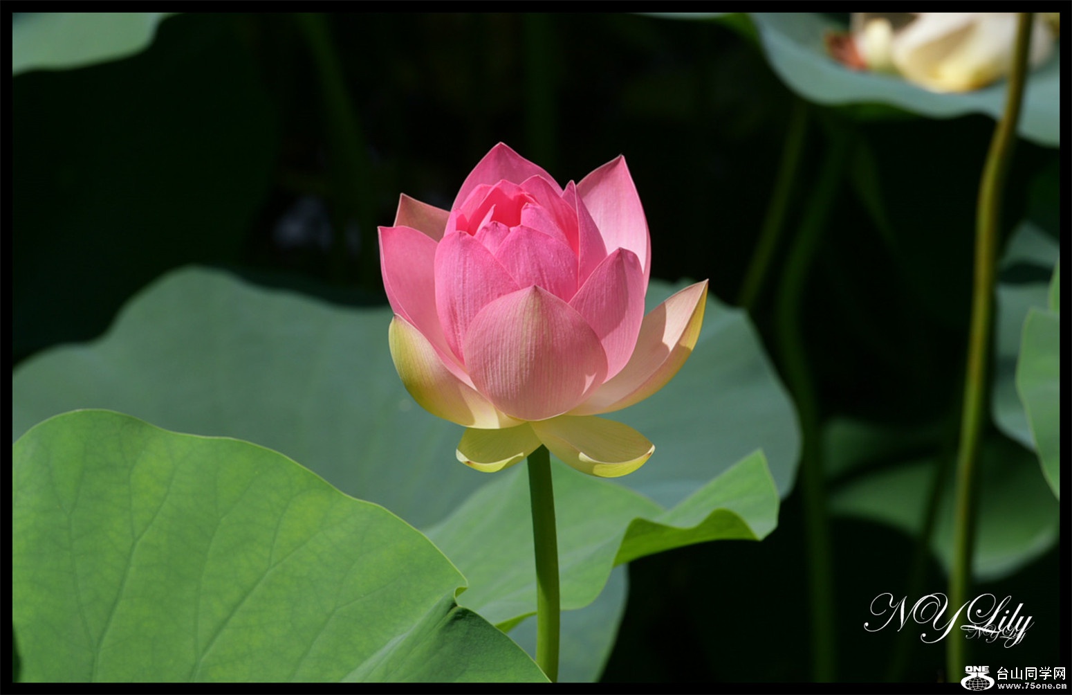 DSC_9051.JPG