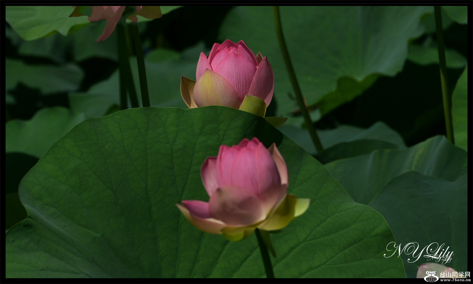 DSC_9054.JPG