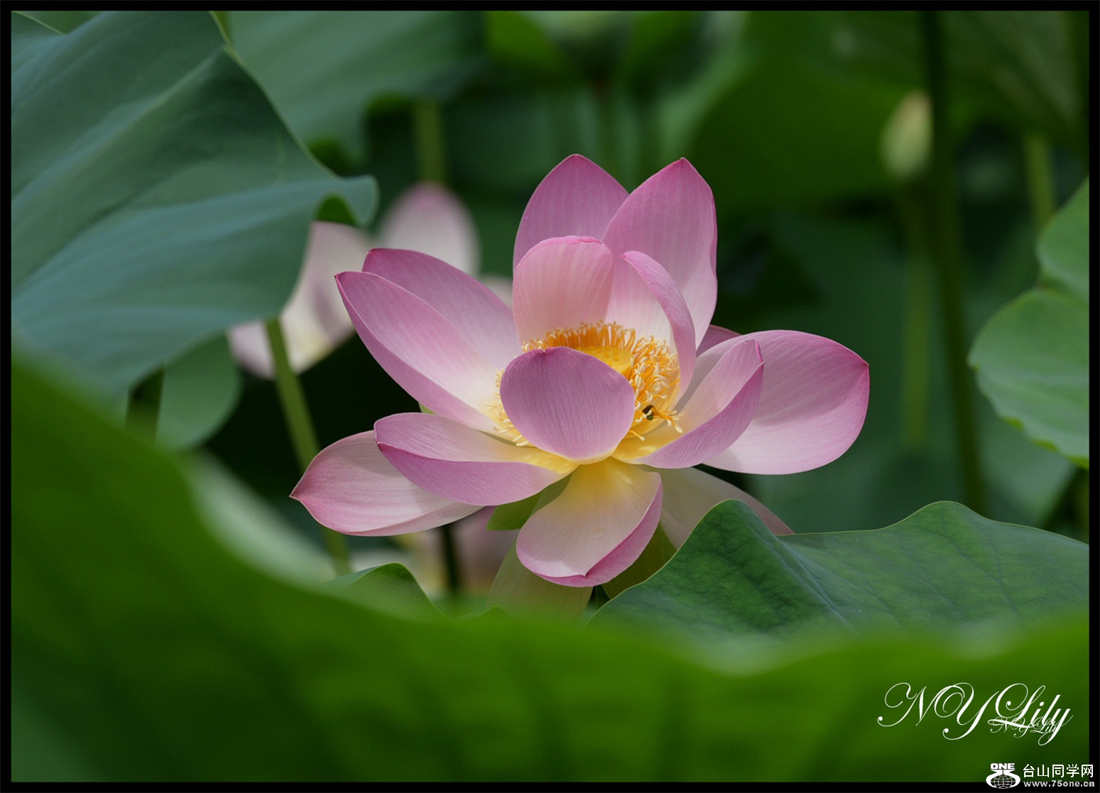 DSC_8993_meitu_20.jpg