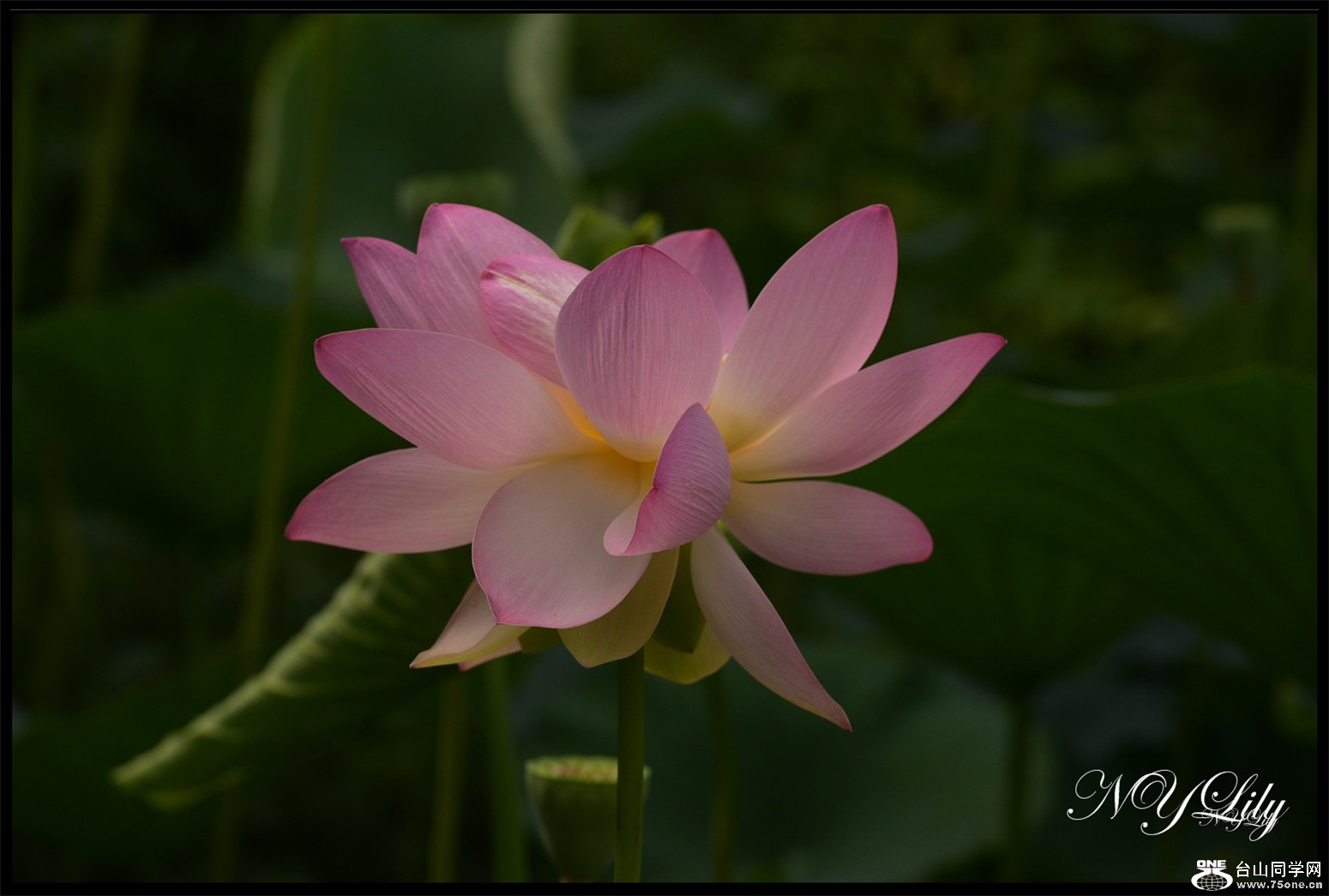 DSC_9006.JPG