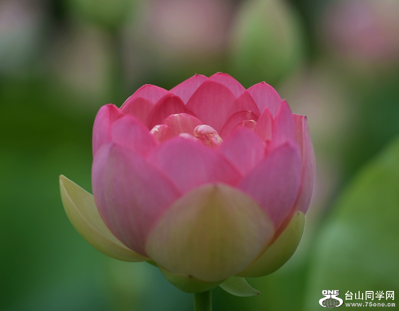 DSC_6855.JPG