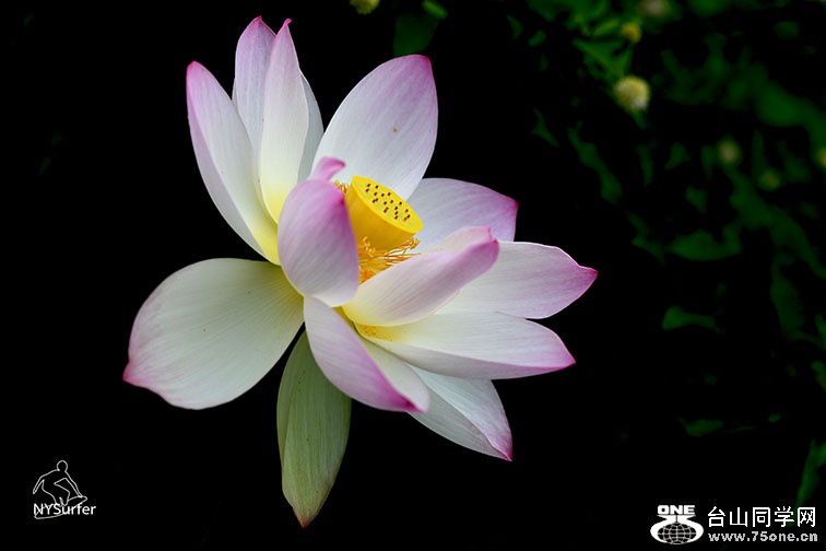 DSC_11853.jpg