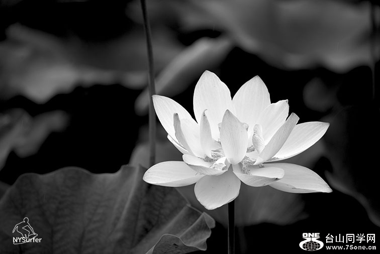 DSC_21028.jpg