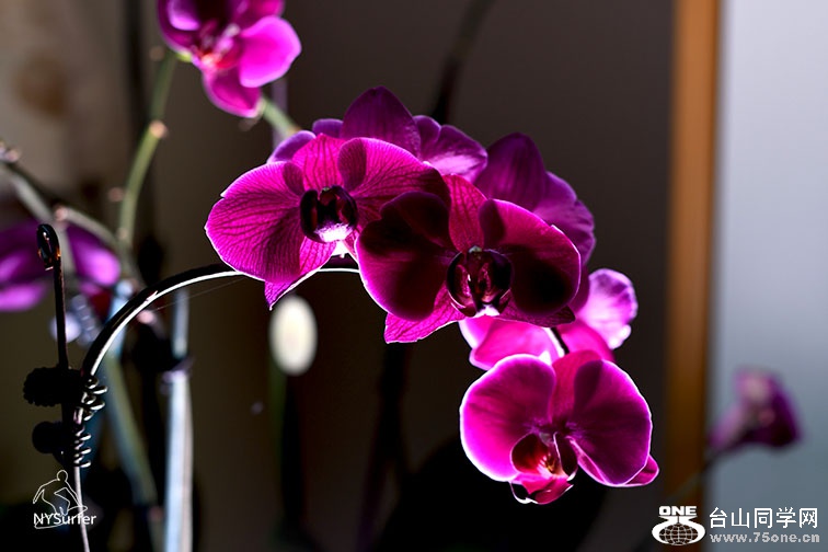 DSC_11776.jpg