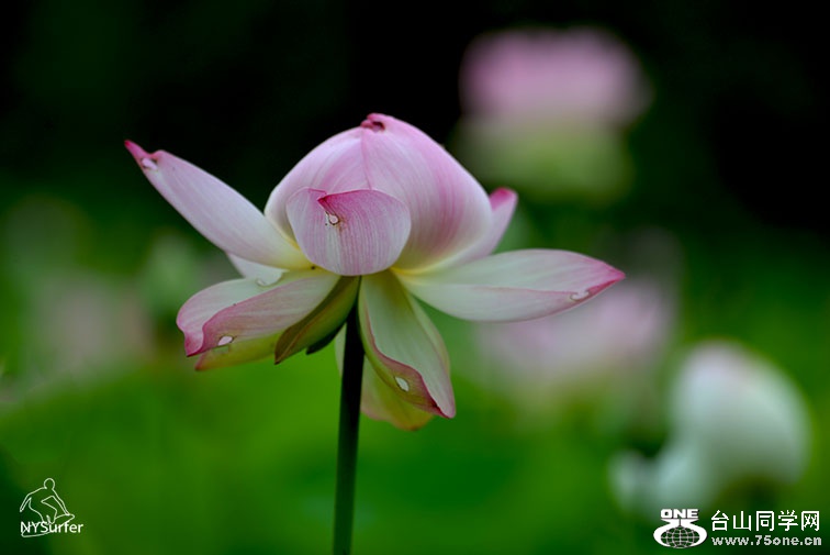 DSC_11656.jpg