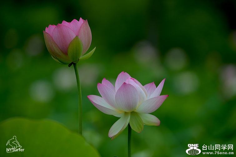 DSC_11669.jpg