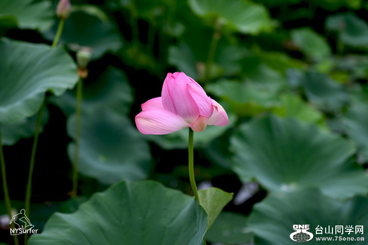 DSC_11920.jpg