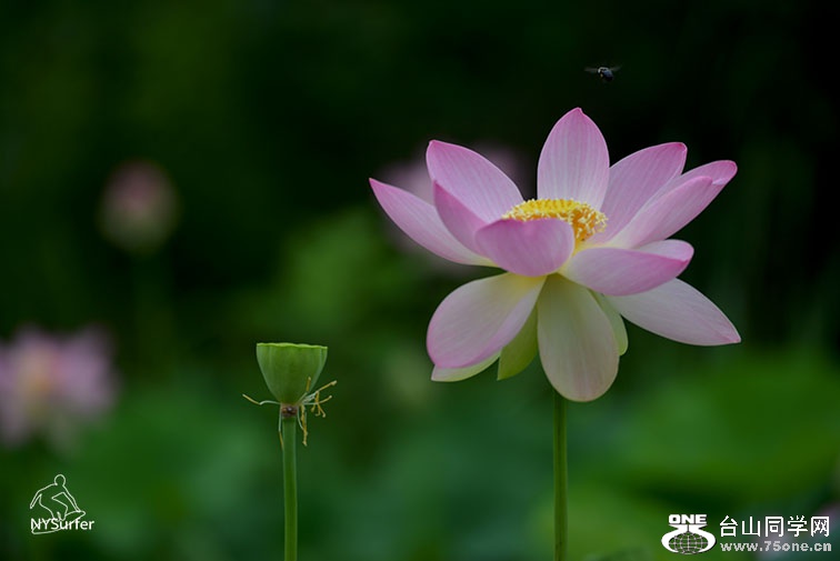 DSC_11840.jpg