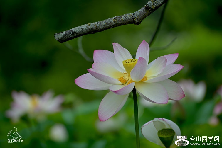 DSC_11863.jpg