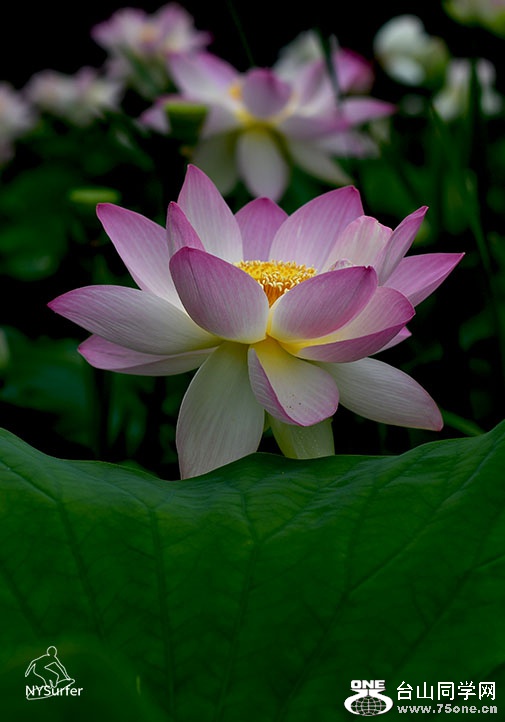 DSC_21015.jpg