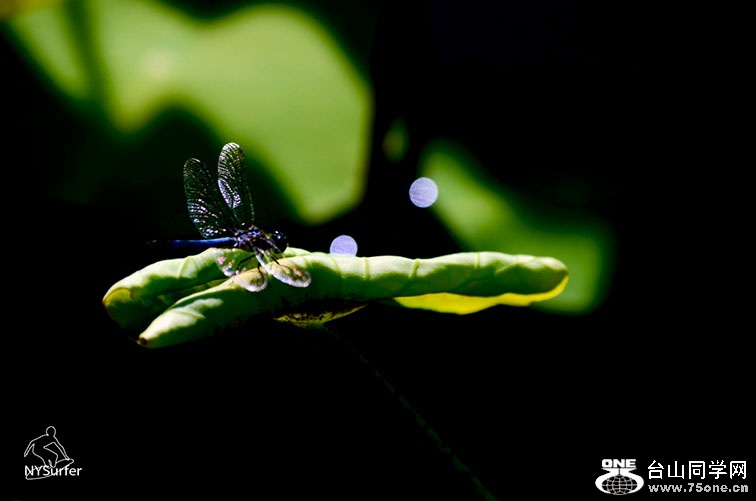 DSC_2166.jpg