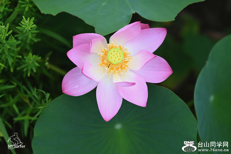 DSC_11918.jpg