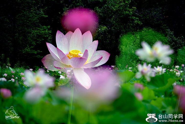 DSC_21020.jpg