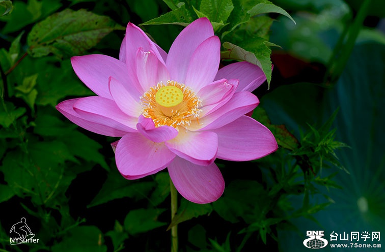 DSC_21048.jpg
