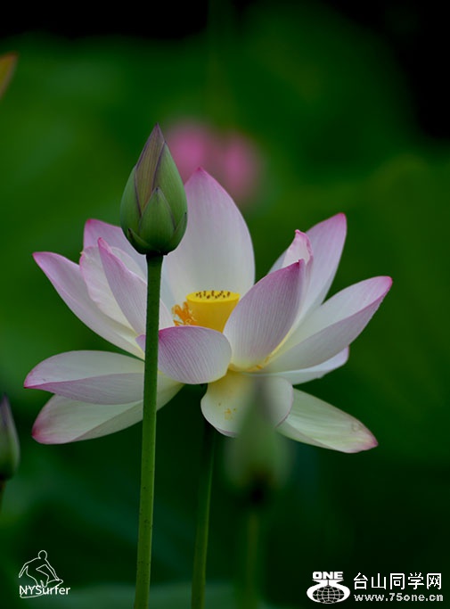 DSC_11618.jpg