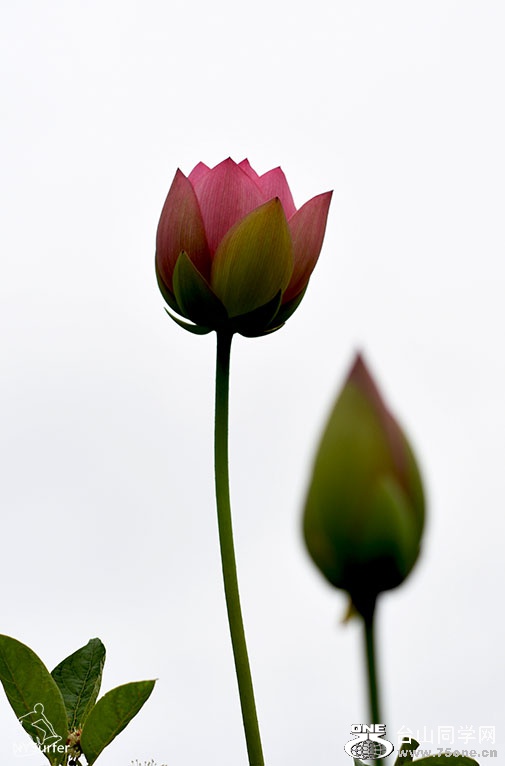 DSC_21073.jpg