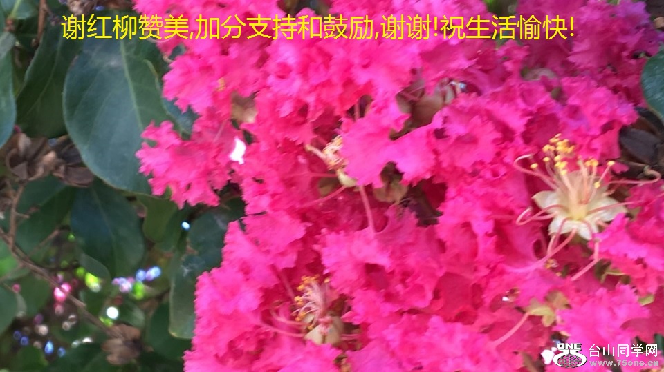 谢红柳赞美,加分支持和鼓励,谢谢!祝生活愉快!.jpg