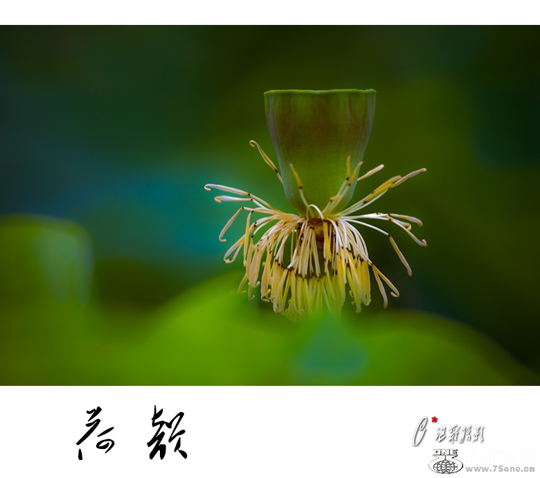 美荷-17a.jpg