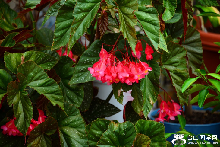 DSC_4393_副本.jpg