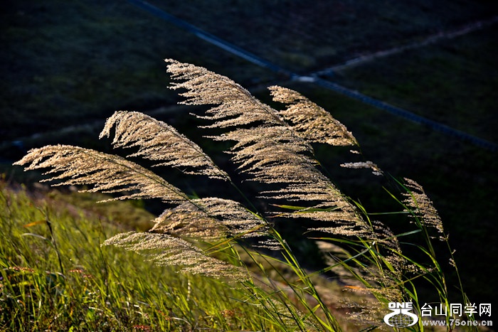 _DSC5004.jpg