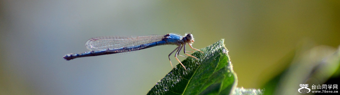 DSC_1776_4.jpg