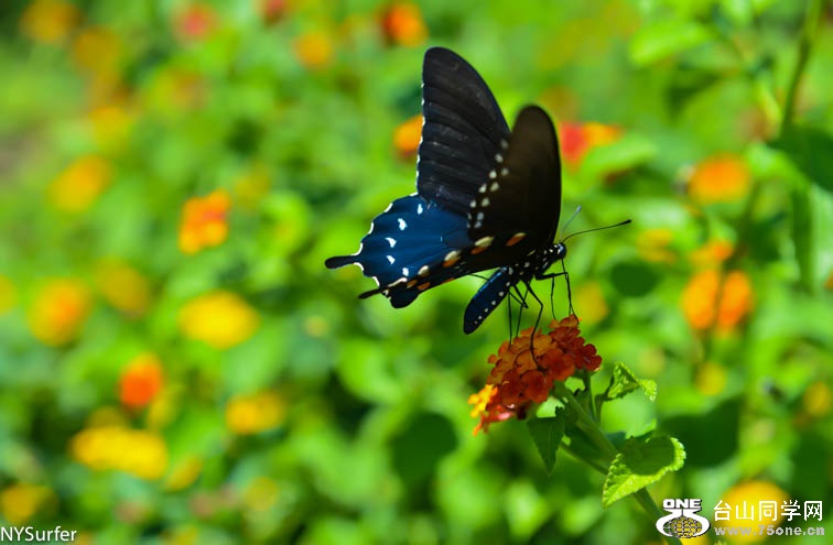 DSC_7387.jpg