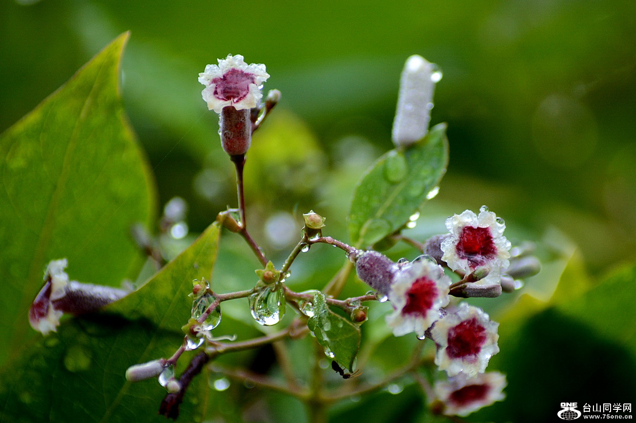 DSC_2621_5.jpg